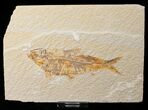 Bargain Knightia Fossil Fish - Wyoming #16473-1